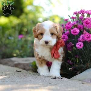 Baxter, Cavapoo Puppy